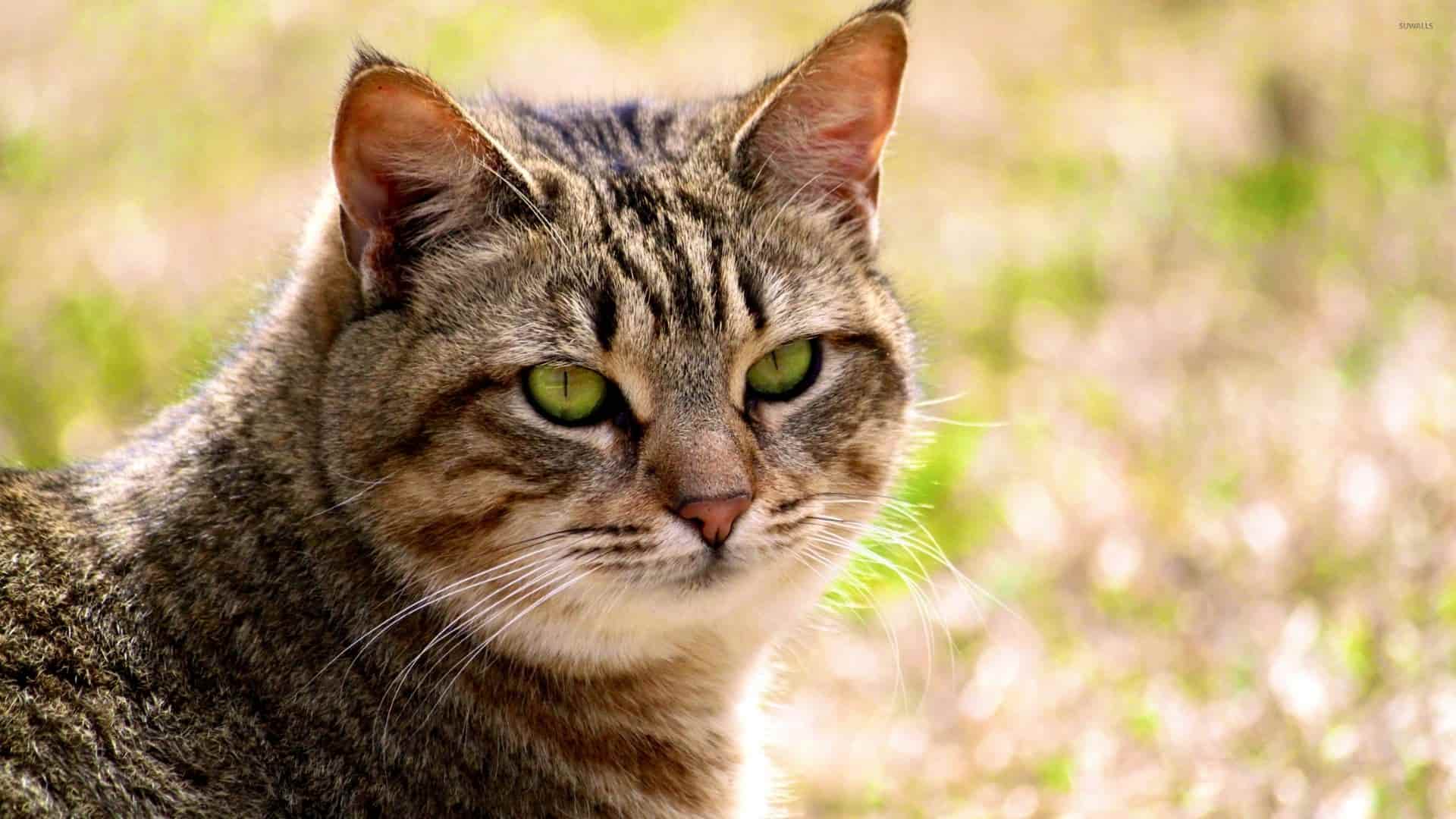 California Spangled Cinsi Kedi Özellikleri ve Bakımı