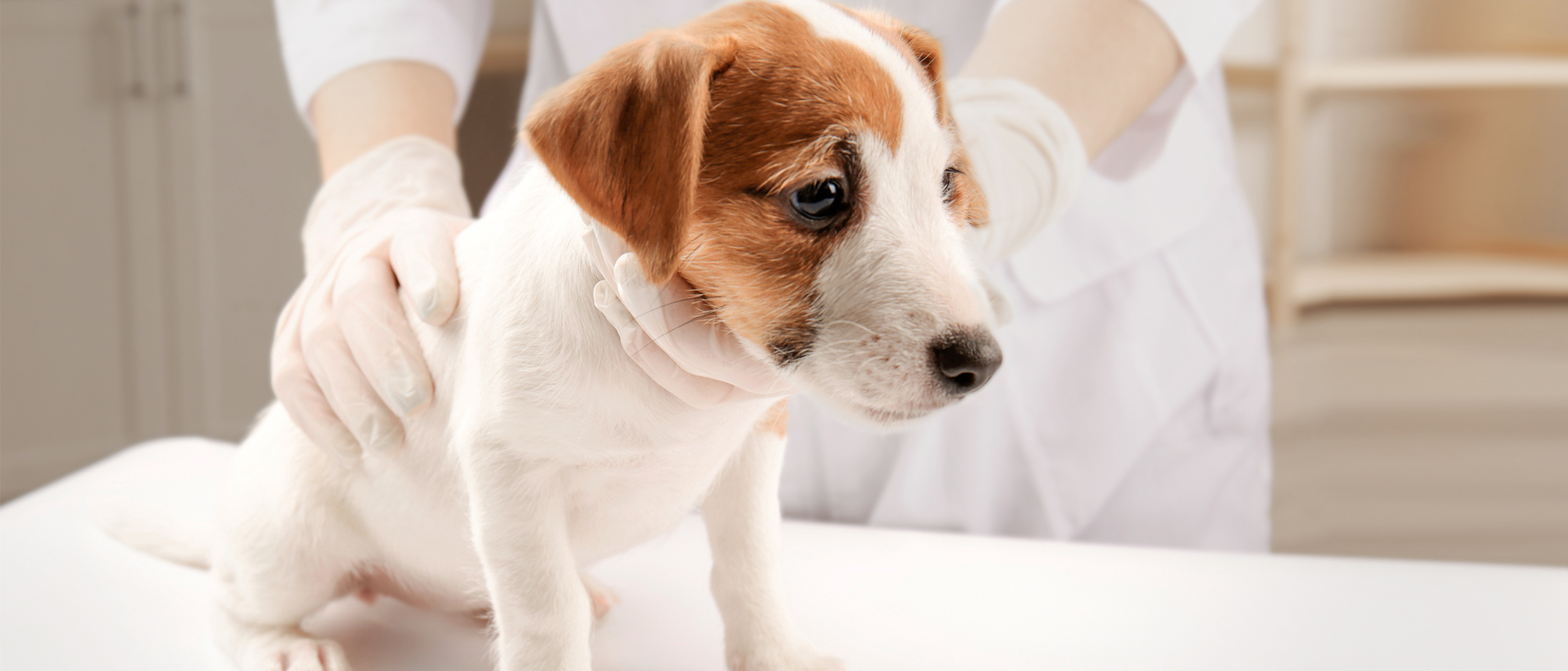 Köpeklerde Parvovirus Belirtileri Nelerdir ve Nasıl Tedavi Edilir?