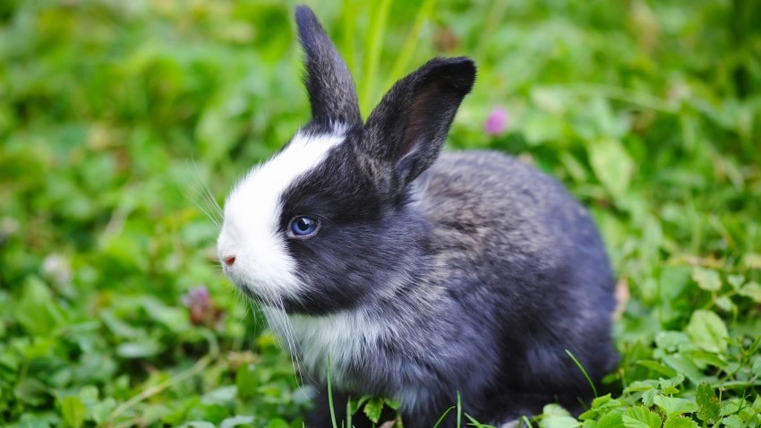 Yavru Tavşanıma Nasıl Bakmalıyım? Yavru Tavşan Bakımı
