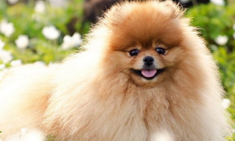 Pomeranian Boo Cinsi Köpek Özellikleri ve Bakımı
