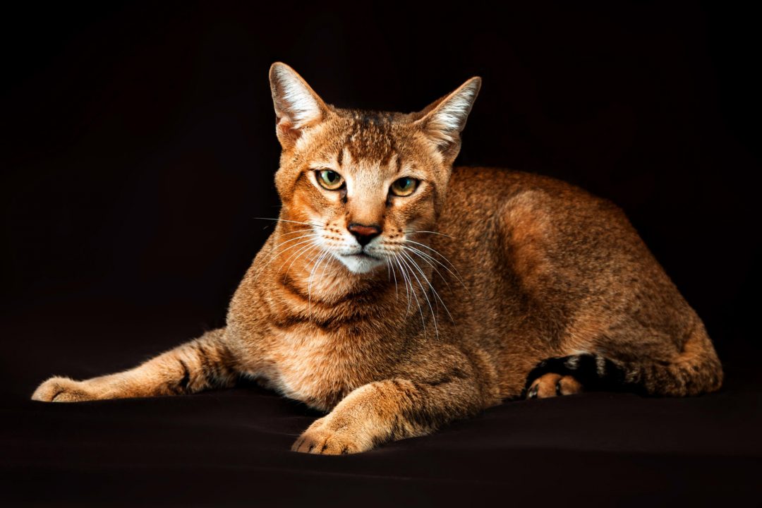 Chausie Cinsi Kedi Özellikleri ve Bakımı
