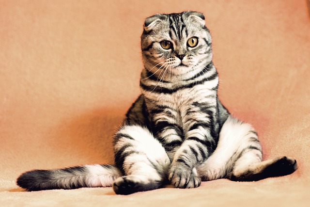 Kedilerde Doğal Davranışların Anlamı: Tırnak Çekme, Tırmalama ve Oyun
