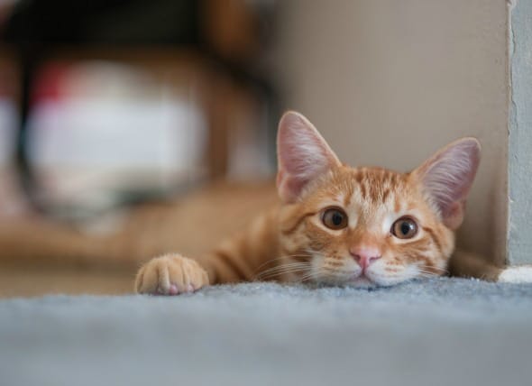 Kedilerin Dilini Anlamak: Miyavlamalar ve Anlamları Nelerdir?