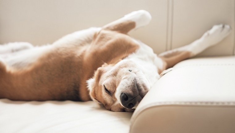 Köpeklerin Uyku Gereksinimleri Nelerdir?