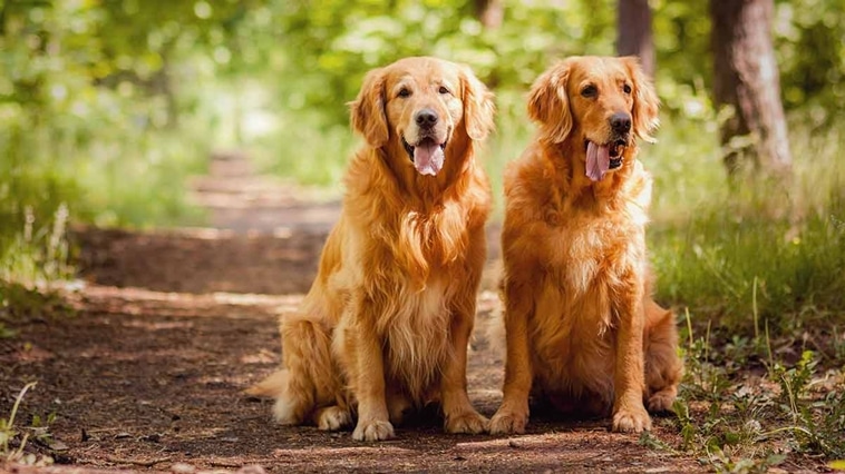 Köpek Sahiplenmeden Önce Bilmeniz Gereken 10 Önemli Şey