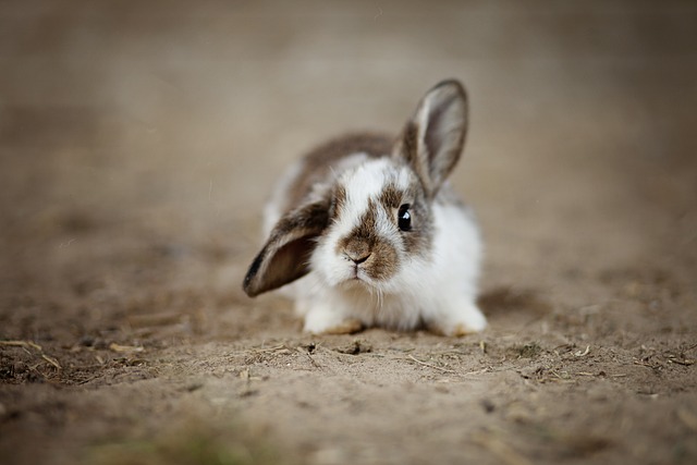 Evcil Tavşanlarda Sağlık ve Beslenme: Bilmeniz Gerekenler