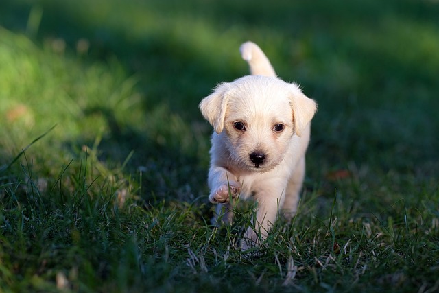 Köpeğinizin Diyetini Nasıl İyileştirebilirsiniz? Sağlıklı Beslenme Önerileri