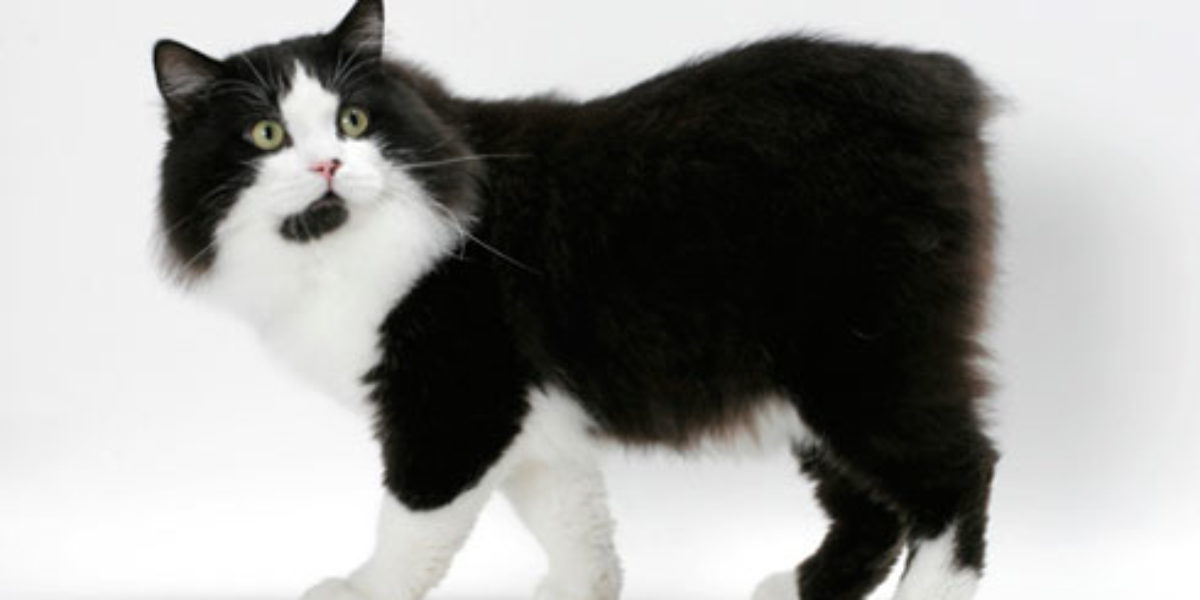 Cymric Cinsi Kedi Özellikleri ve Bakımı