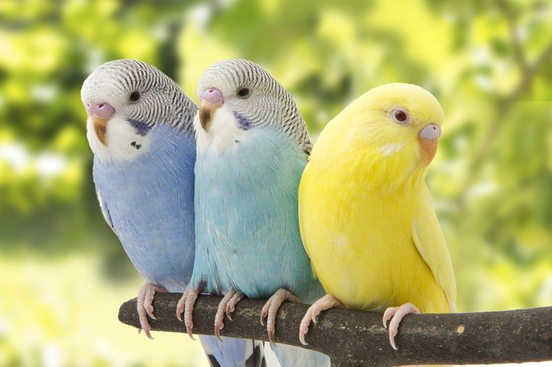 Kuşların Renkli Dünyası: Tüy Renkleri ve Anlamları