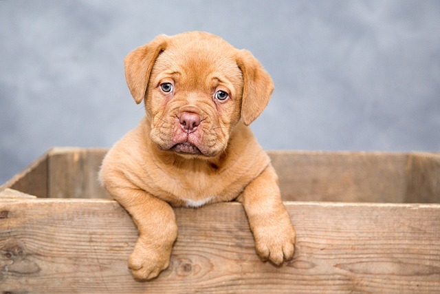 Köpeklerin Sadakati: Neden En İyi Dostumuz Olduklarını Anlamanın 10 Yolu