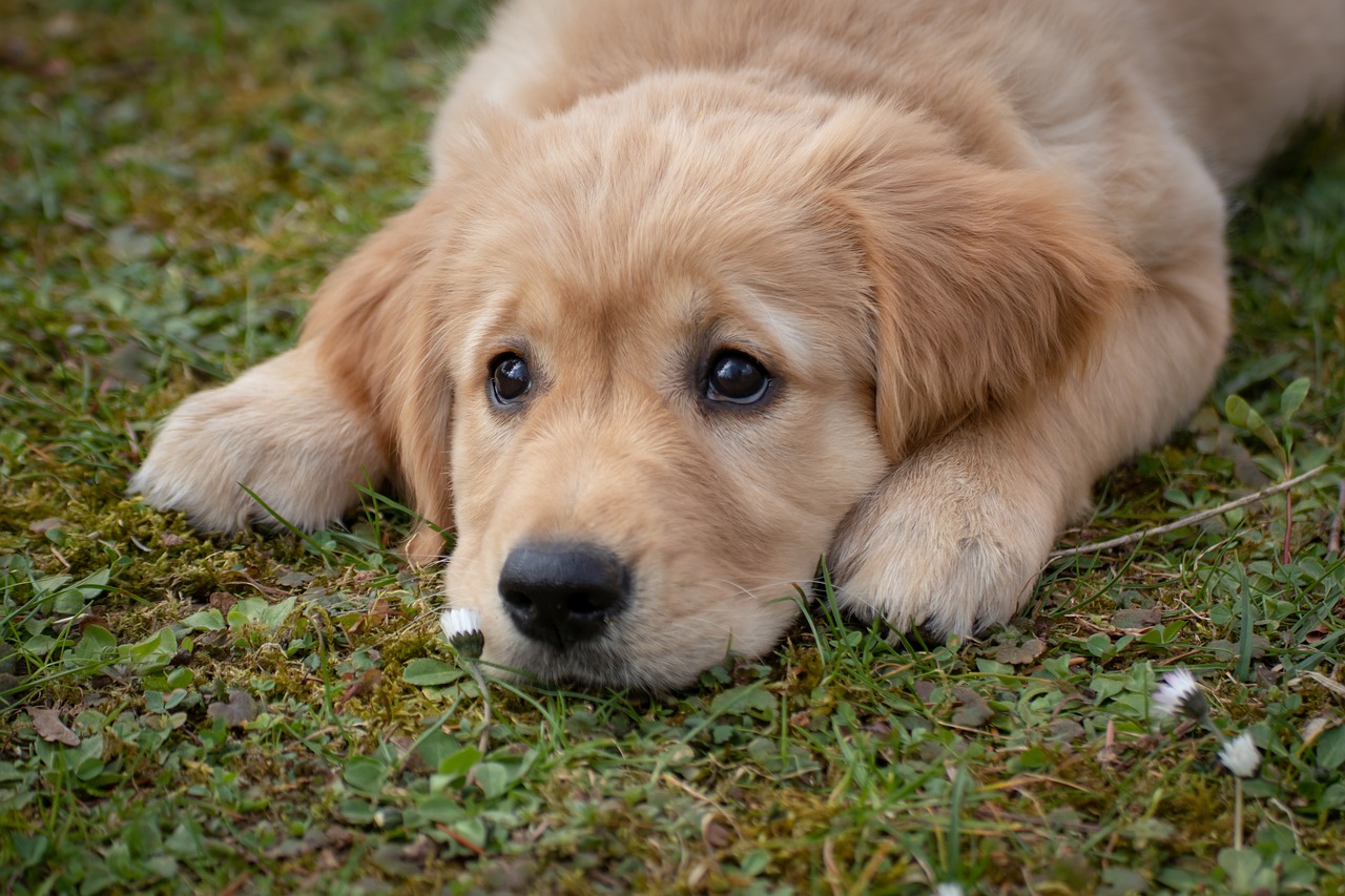 Köpeklerin İnsan Yaşamındaki Rolü ve Psikolojik Etkileri