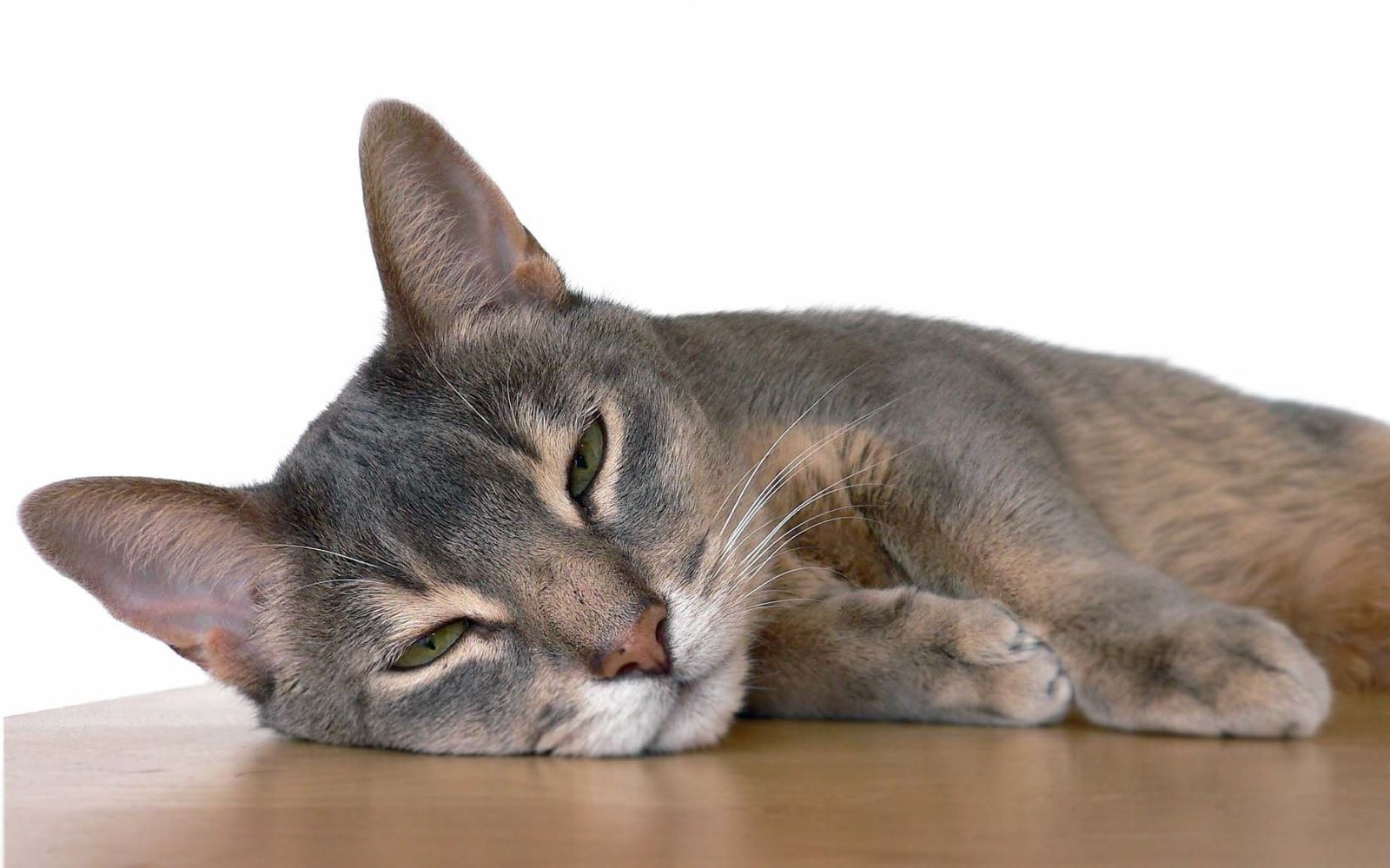 Kedilerde Pati Şişmesi Nedenleri ve Tedavi Seçenekleri Nedir ?