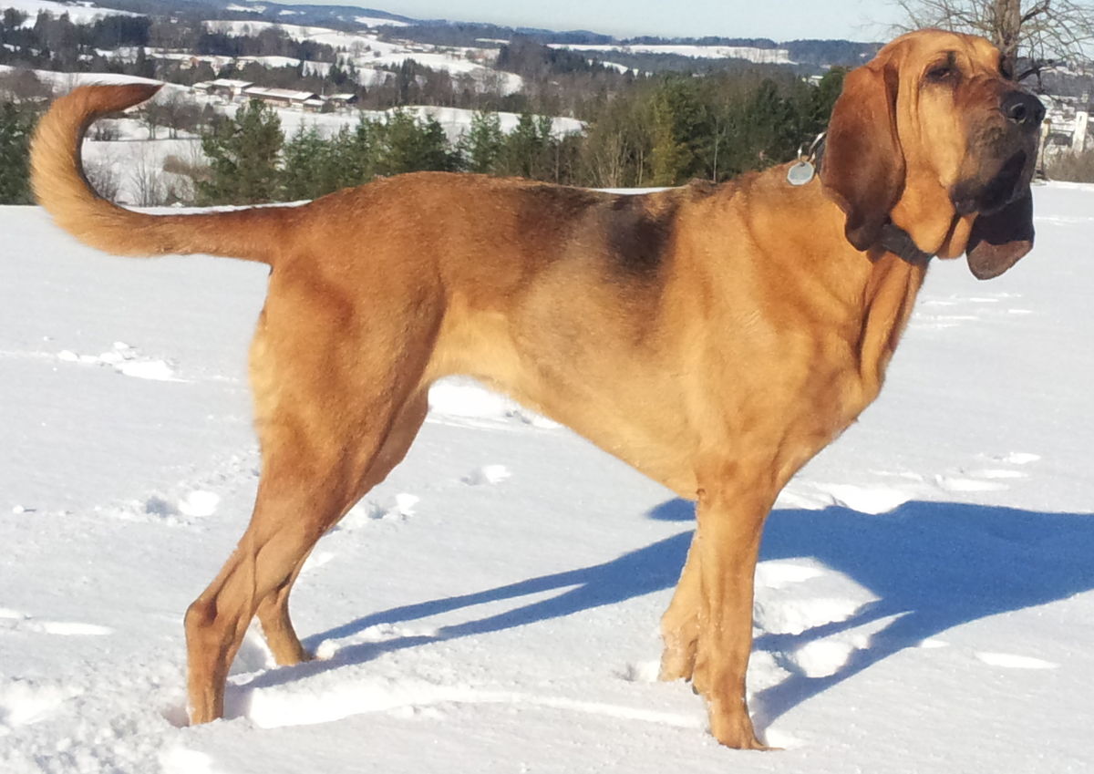 Bloodhound Cinsi Köpek Özellikleri Nelerdir Bakımı Nasıldır?