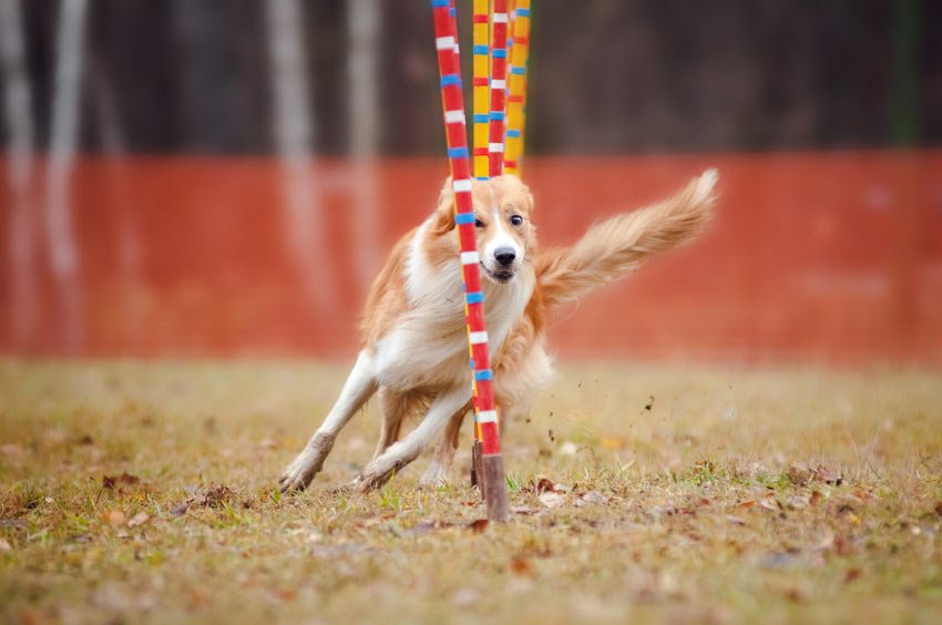 Köpeklerde Egzersizin Önemi ve Farklı Egzersiz Türleri