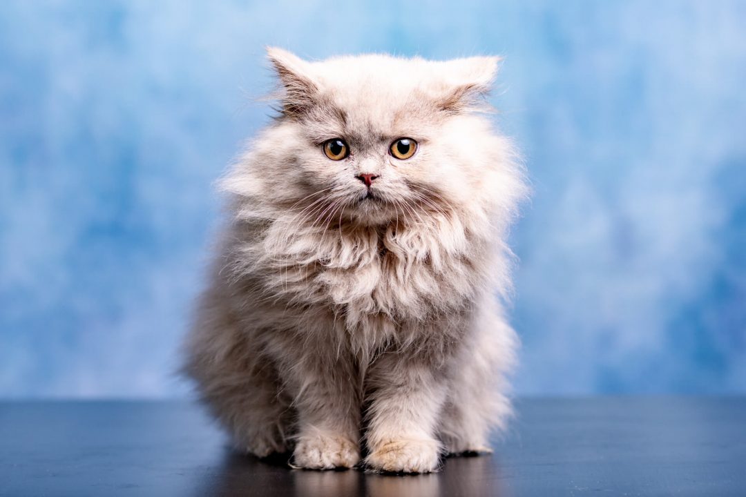 British Longhair Cinsi Kedi Özellikleri ve Bakımı