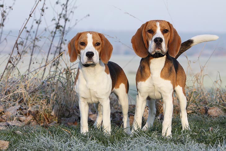 Beagle Cinsi Köpek Özellikleri ve Bakımı