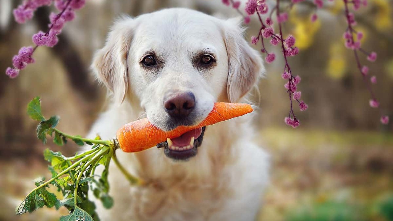 Köpek Sahiplenmenin Avantajları ve Sorumlulukları