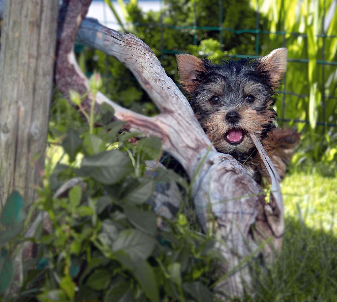 Köpeklerde Davranışsal Sorunlar ve Çözüm Yolları