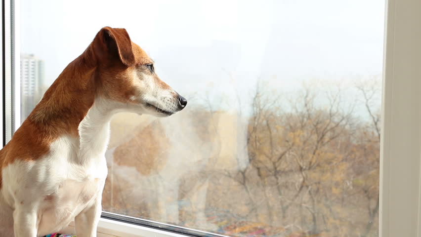 Köpek Sahiplenmeden Önce Bilinmesi Gerekenler