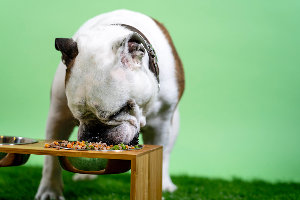 Köpeklerde Yeme Bozukluğu Sebepleri Nelerdir?