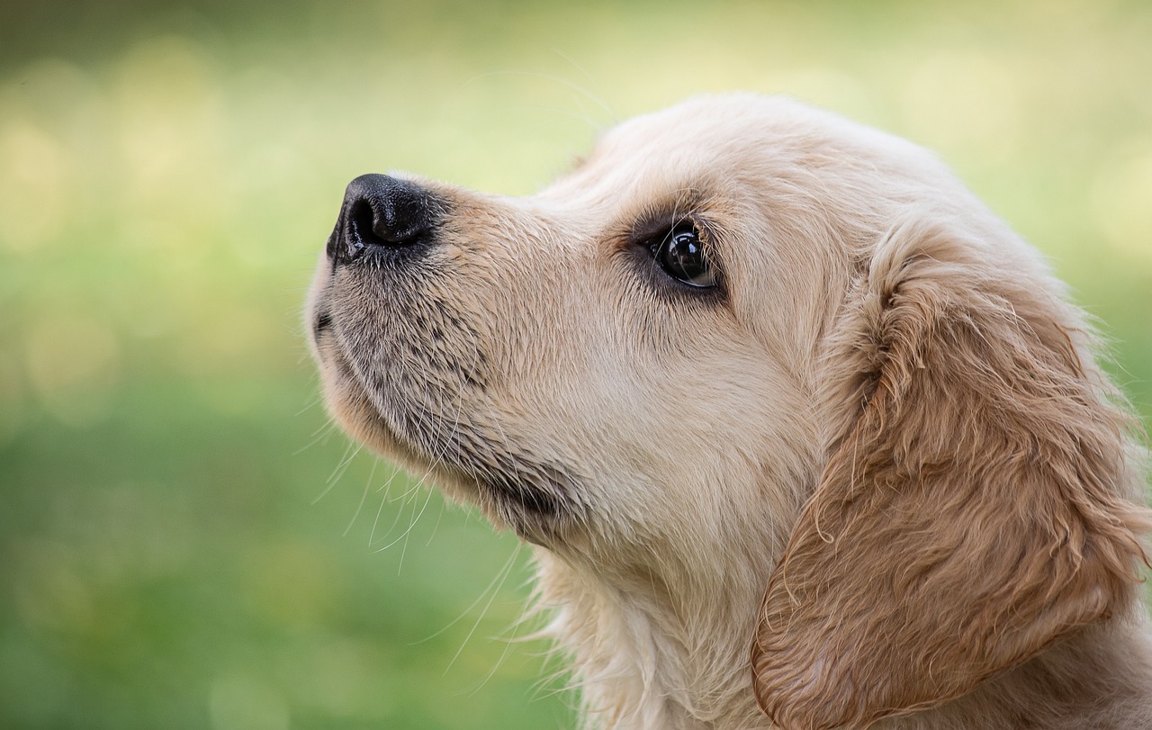 Köpek Nezlesi Hastalığı ile İlgili Bilinmesi Gerekenler