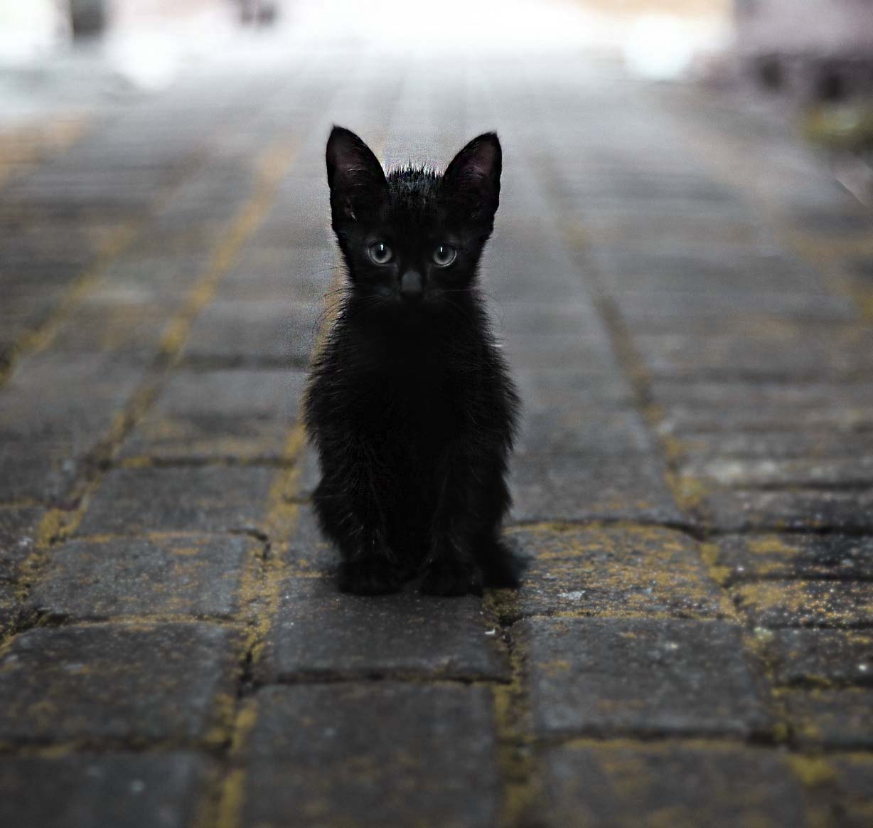 Bombay Cinsi Kedi Özellikleri ve Bakımı Hakkında Bilgi