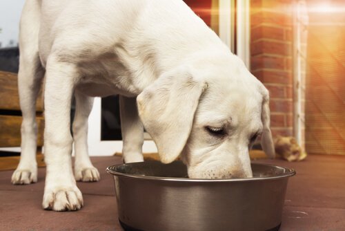 Köpeklerde Yaş Mama ile Beslenmenin Önemi