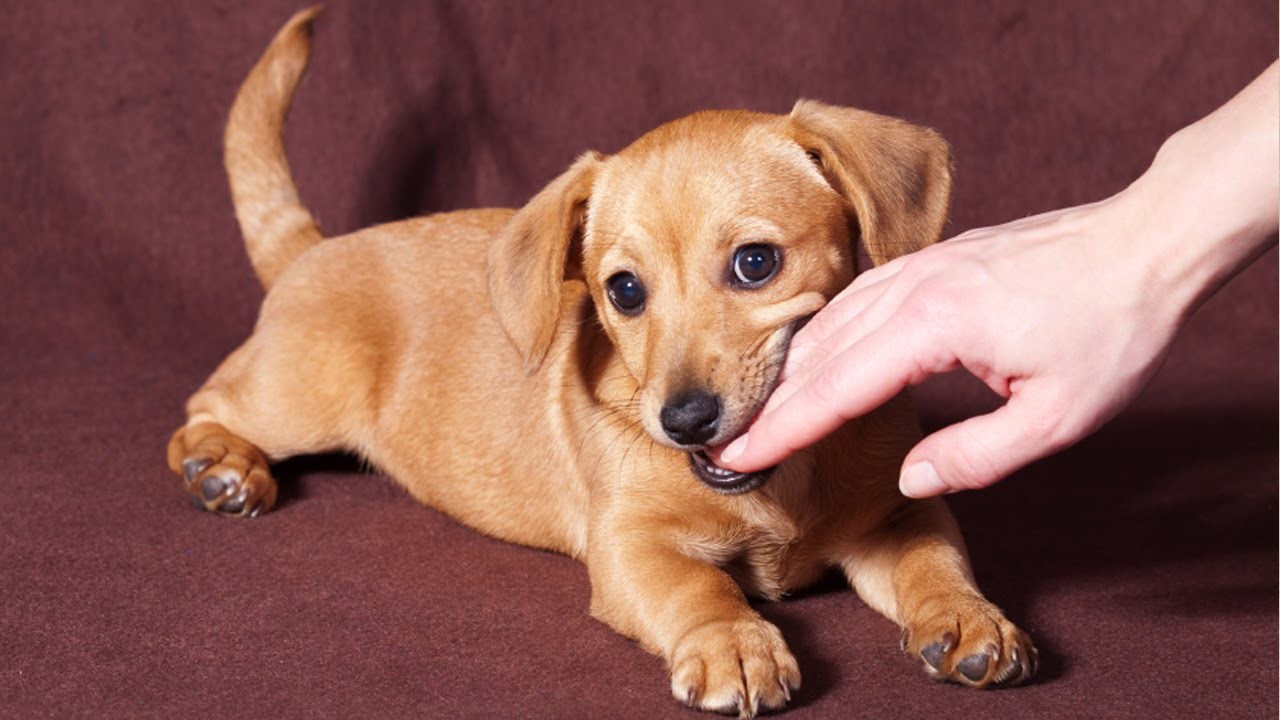 Köpeklerde Hazımsızlık Neden Olur, Belirtileri Nelerdir?