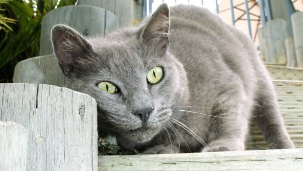 Kedi Gözü Sulanması Sebepleri ve Tedavi Yöntemleri Nelerdir ?