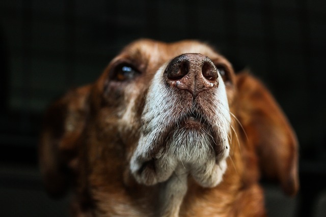 Köpeklerde Yaşlılık Dönemi: Yaşlanan Dostunuza Nasıl Bakmalısınız?