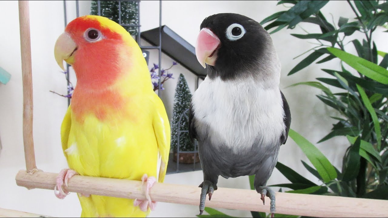 Sevda Papağanı Nasıl Bir Kuş Türüdür?