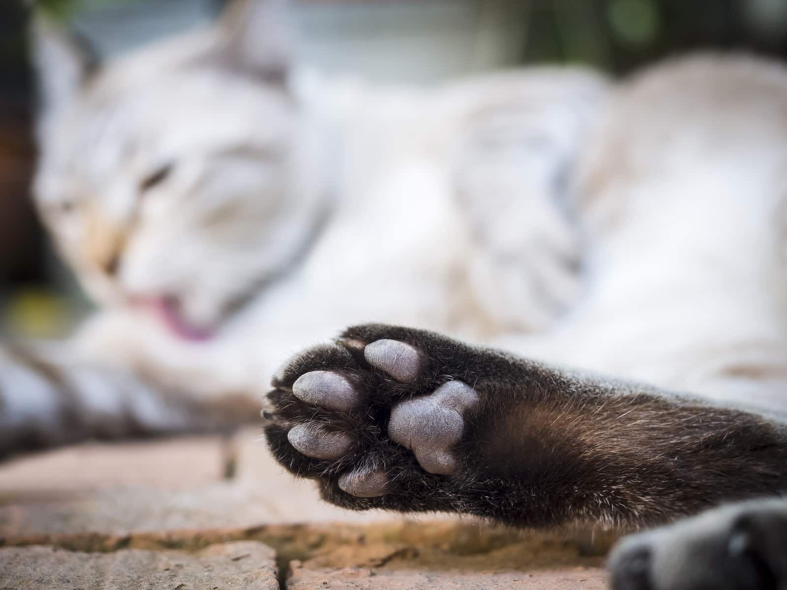 Kedilerde Pati ve Tırnak Temizliği Nasıl Yapılır?