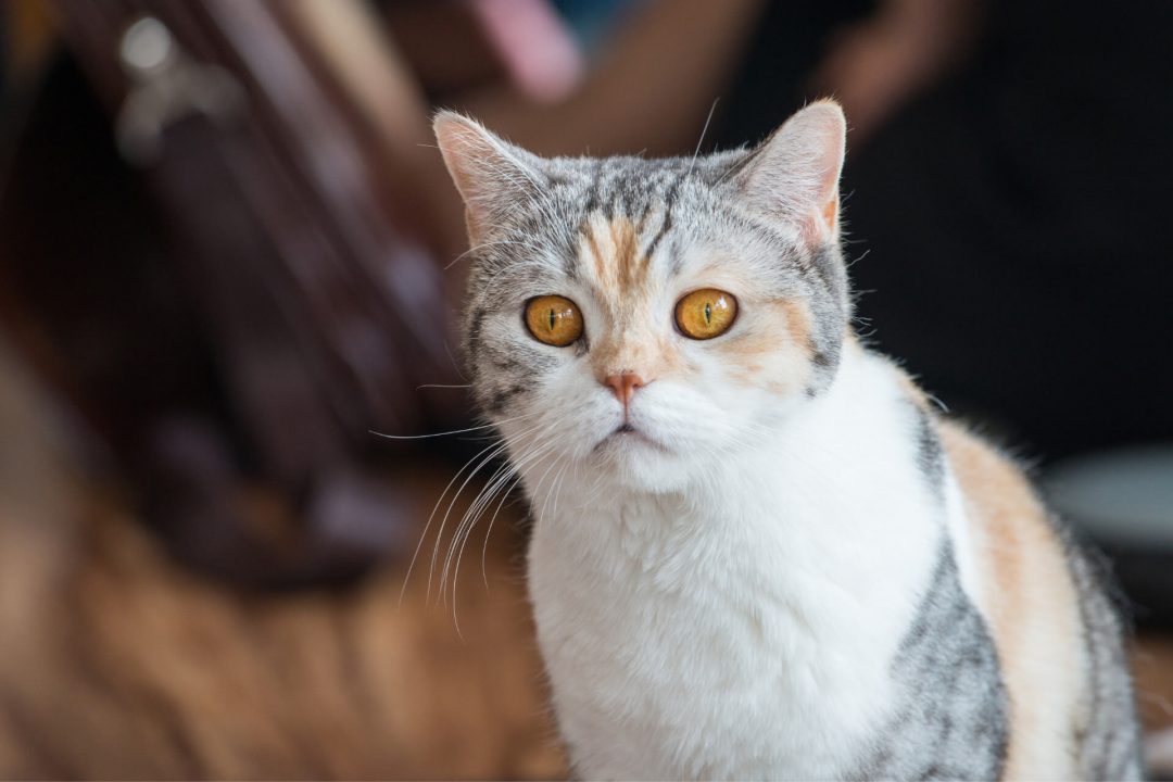 American Wirehair Cinsi Kedi Özellikleri ve Bakımı