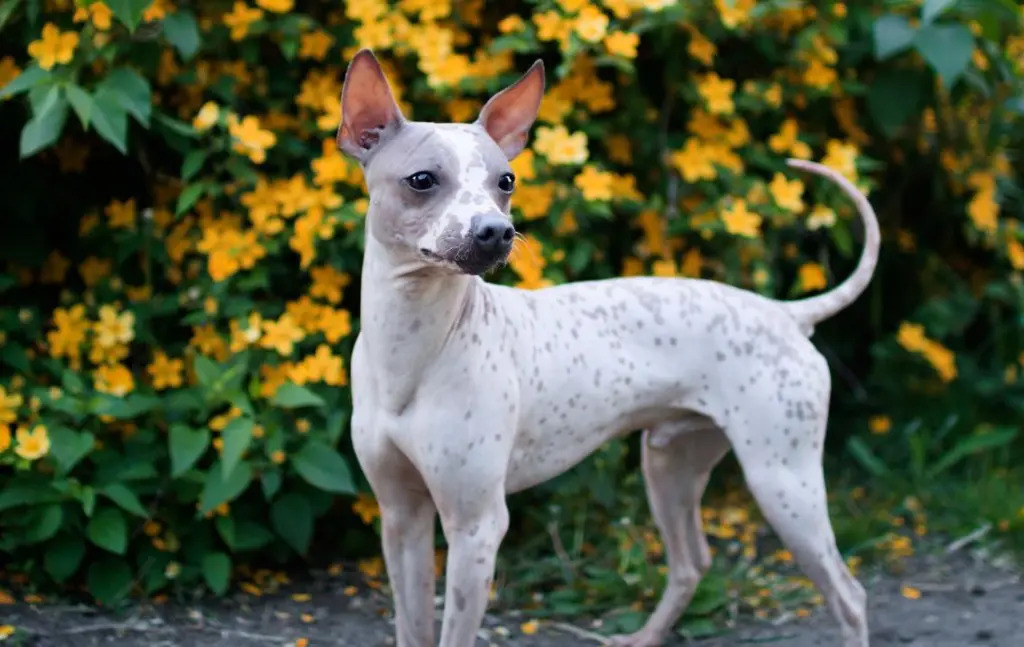 Farklı Köpek Irkları ve Karakter Özellikleri: Hangi Irk Size Uygun?