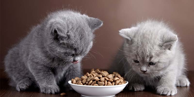 Kedi Bakımı ve Beslenmesi İçin Püf Noktalar