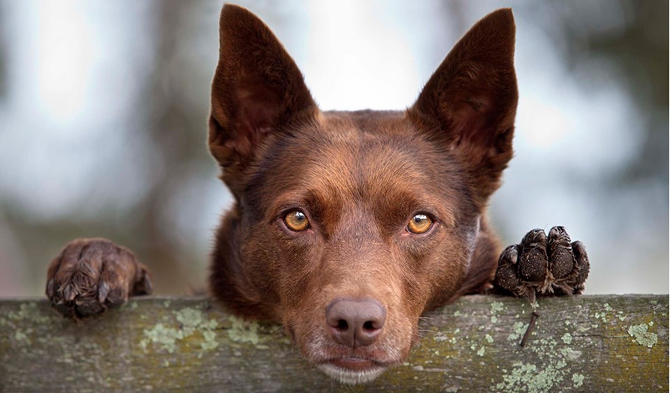 Köpeklerin Duygusal Zekası ve İnsanlarla Kurdukları Bağlar Nelerdir ?