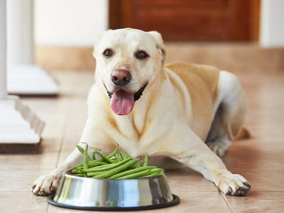 Köpeklerin En Sevdiği Yiyecekler Nelerdir ?