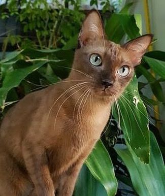 Wila Krungthep Cinsi Kedi Özellikleri ve Bakımı