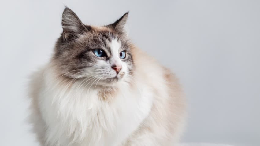 En Sakin Kedi Irkları: Onları Çok Seveceksiniz