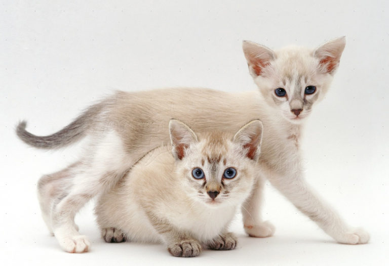 Tonkinese Cinsi Kedi Özellikleri ve Bakımı