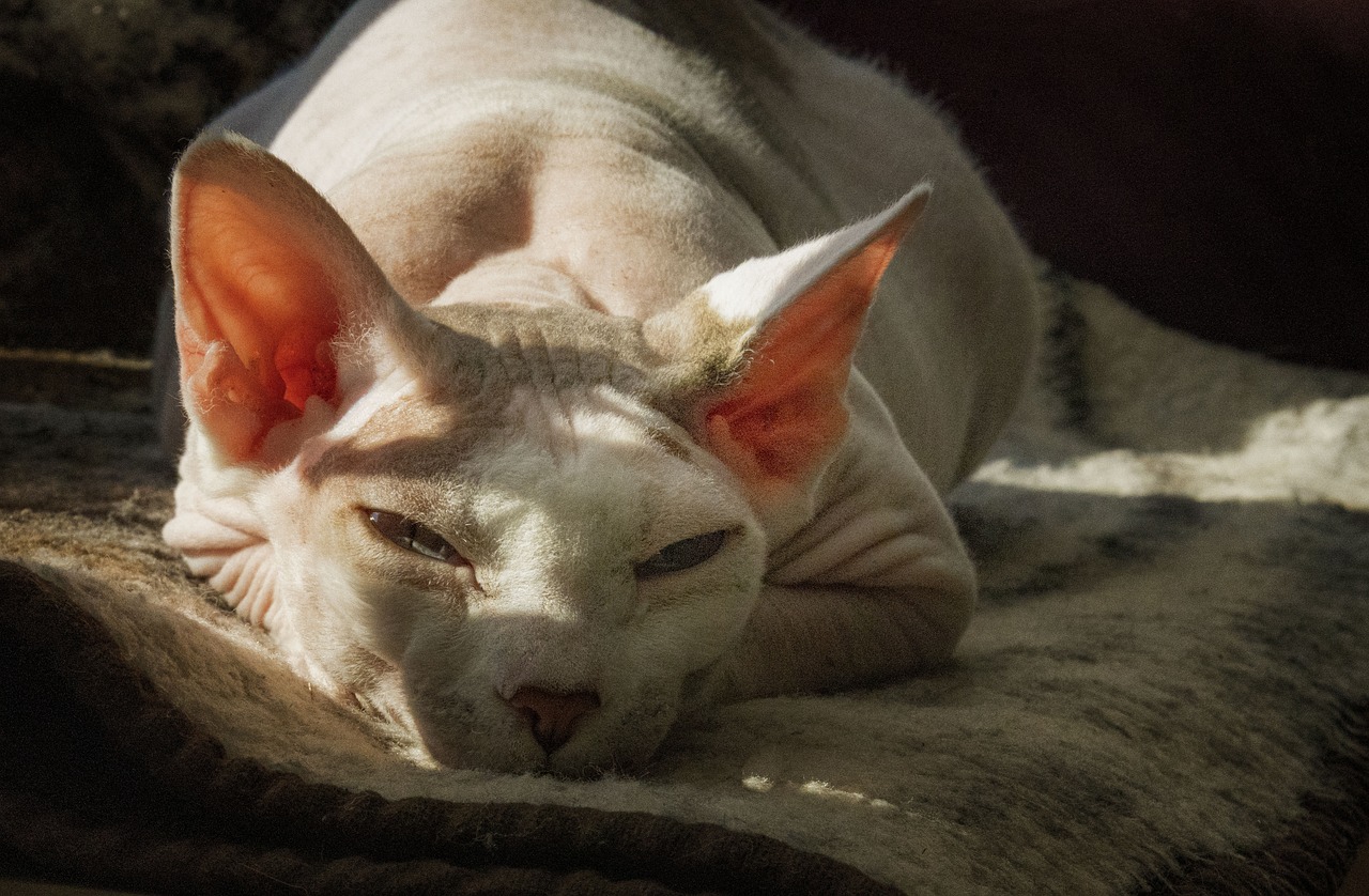 Sphynx Kedi Maması Seçiminde Nelere Dikkat Edilmelidir?