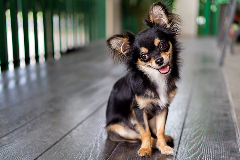 Chihuahua Cinsi Köpek Özellikleri ve Bakımı