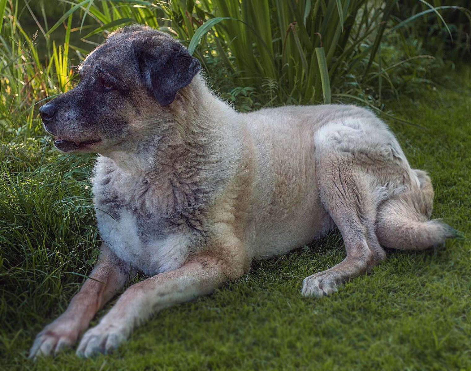 Köpeklerde Tüy Bakımı: Parlak ve Sağlıklı Tüyler İçin İpuçları