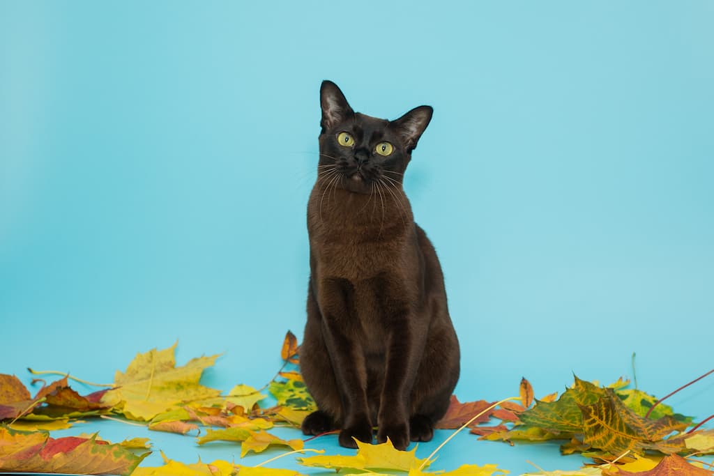 York Chocalate Kedi Irkının Genel Özellikleri ve Bakımları Hakkında Bilinmesi Gerekenler