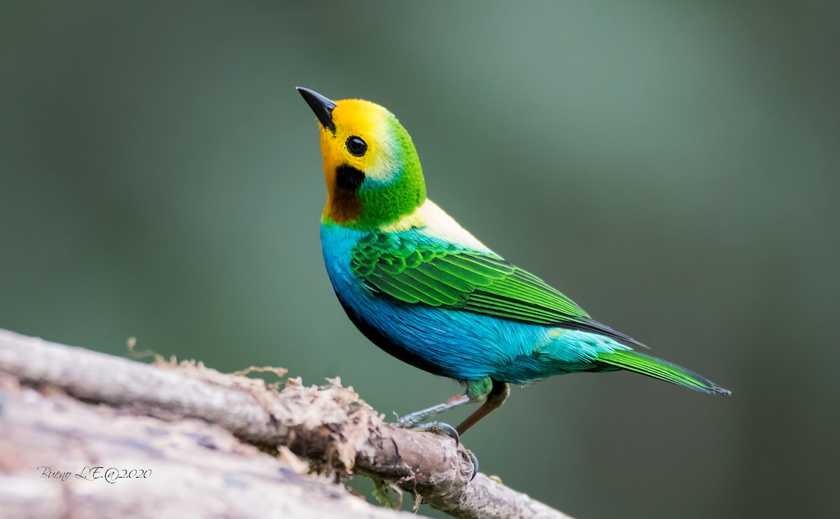 Kuşlar Renkleri Nasıl Görüyor? Kuşların Bakış Açısı Nasıldır?