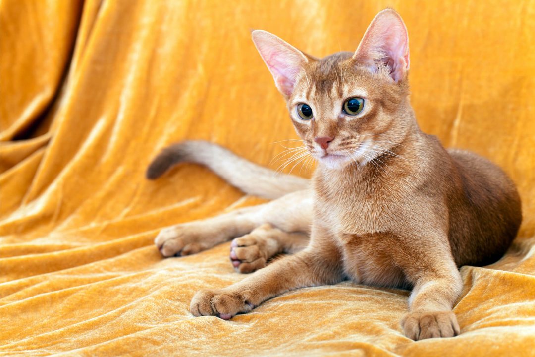 Habeş Cinsi Kedi Özellikleri ve Bakımı