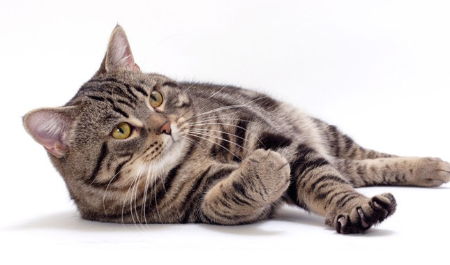Manx Cinsi Kedi Özellikleri ve Bakımı