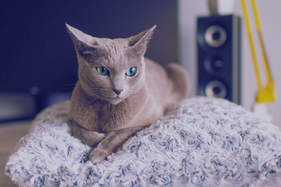 Mavi Rus (Russian Blue) Cinsi Kedi Özellikleri ve Bakımı