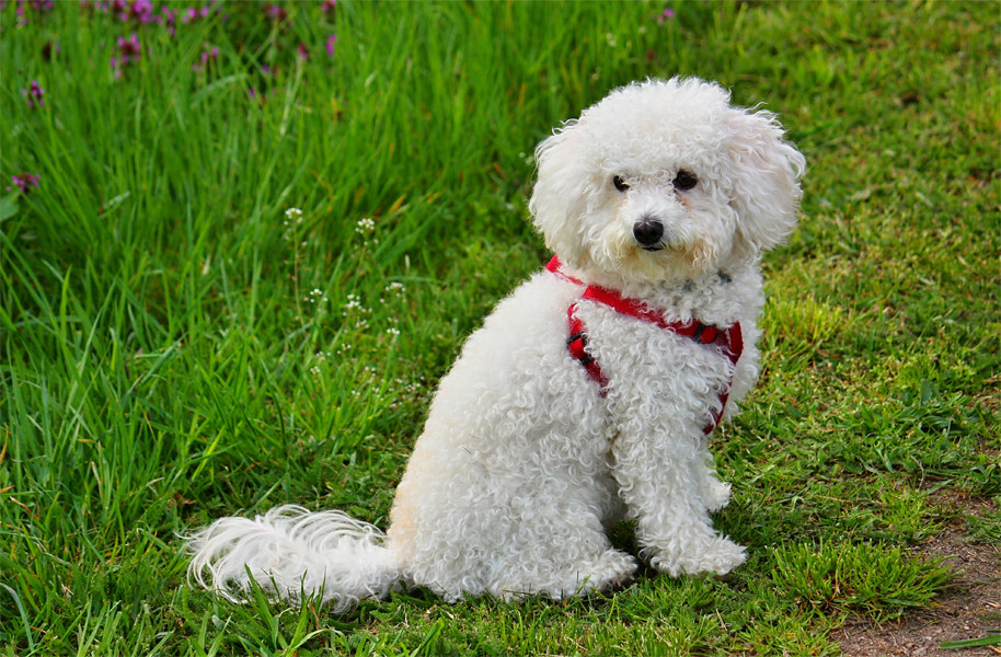 Bichon Bolognese Köpek Özellikleri ve Bakımı