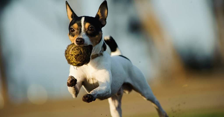 Toy Fox Terrier Cinsi Köpek Özellikleri ve Bakımı
